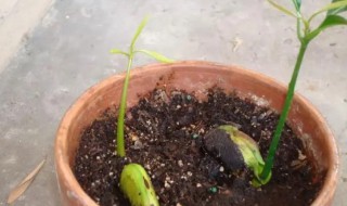 芒果怎么种子怎么种 怎么用芒果种子种芒果树