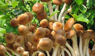 茶树菇种植 茶树菇种植技术视频