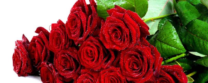 玫瑰花特征和特点（玫瑰花特征和特点是什么）
