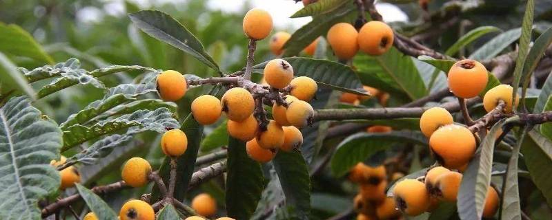 枇杷属性 枇杷属性归经