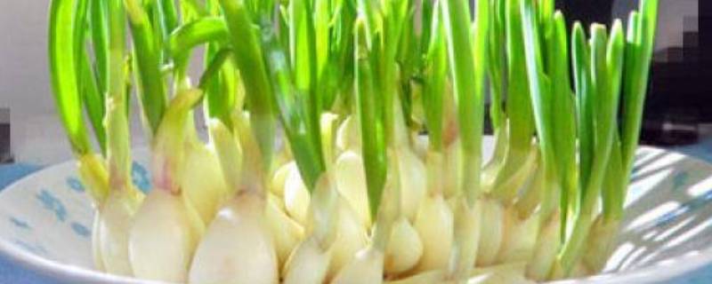 大蒜杆子的功效与作用 大蒜杆子有什么功效