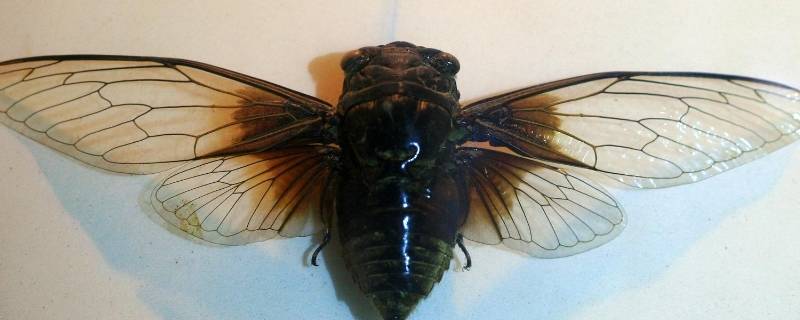 知了的特点和生活特征 知了的特点和生活特征,绘画