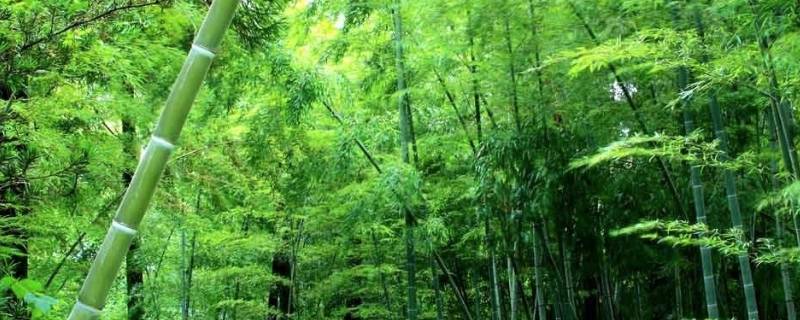 竹子象征着什么（竹子象征着什么精神）