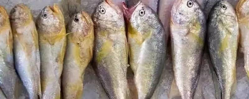 天津鲫头鱼是什么鱼（大头鲫鱼叫什么）