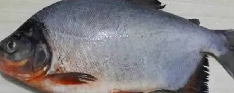 海昌鱼怎么做好吃（红烧海昌鱼怎么做好吃）