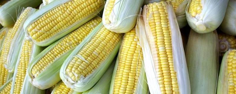 生玉米切不动怎么办 我切不动这玉米怎么办