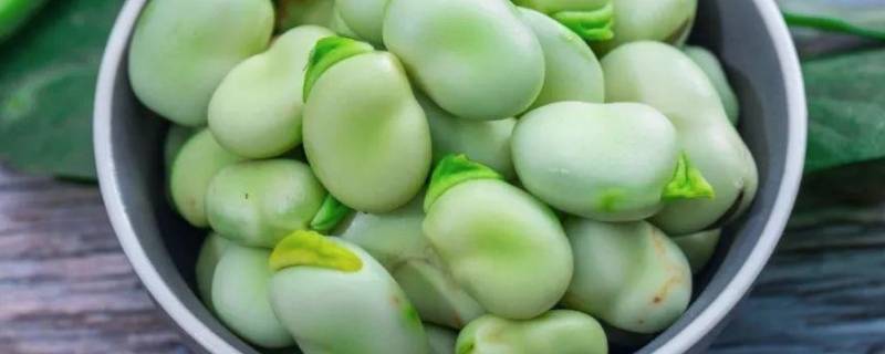 蚕豆的内部结构有哪些 蚕豆的内部结构有哪些特点