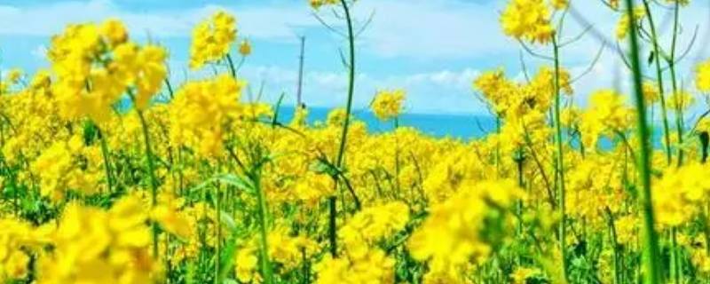 油菜花的形状像什么（油菜花的形状像什么怎么形容）