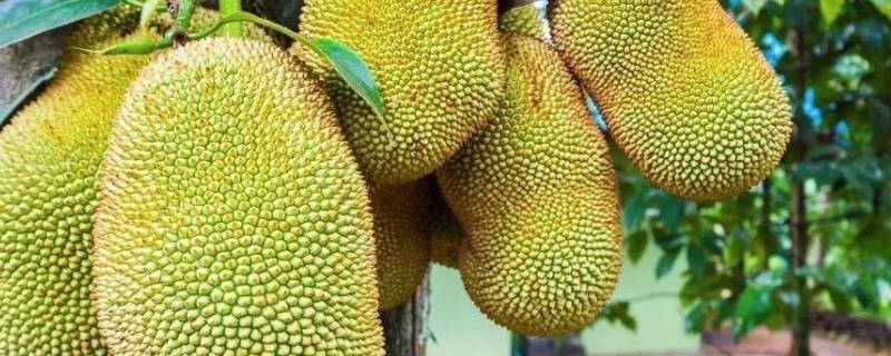 菠萝蜜的保存方法及保存时间 菠萝蜜的保存方法及保存时间是多少