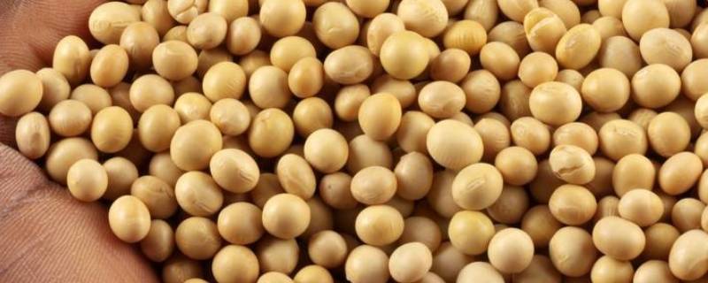 脱脂大豆是什么意思（0%添加脱脂大豆是什么意思）