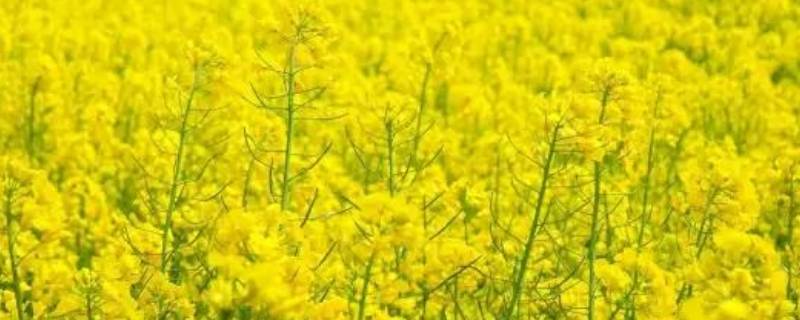 油菜花的外形和特点是什么 油菜花的外形和特点是什么样的