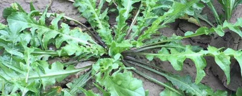 野生荠菜长得什么样 野生荠菜长得什么样?有两种吗?