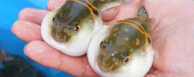 河豚生活在哪里 河豚生活在哪里视频