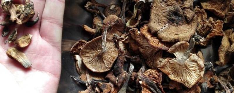东北四大蘑菇是哪几个 东北四大蘑菇是哪几个菇种
