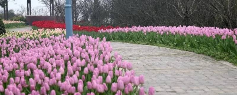 长寿郁金香花海在哪里（长寿郁金香花节什么时候）