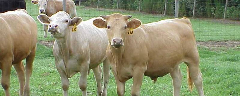 带牛字的团队名称（带牛字的团队名字）