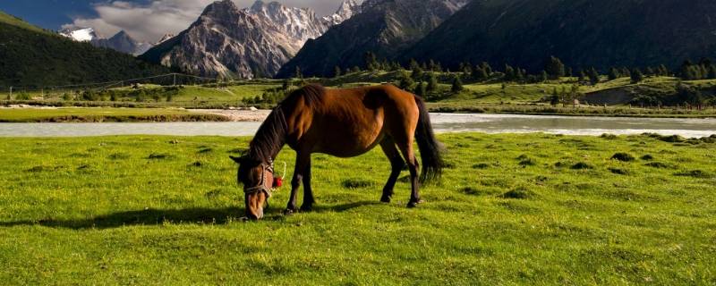 常上战场的动物 常上战场的动物这个季节盐大头菜酸菜怎么盐
