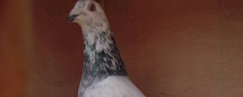 正宗奶酪血统信鸽特点 奶酪血统信鸽配对图片