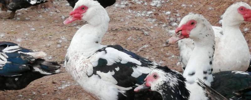 和鸭子很像的一种家禽（和鸭子很像的一种家禽叫ming）