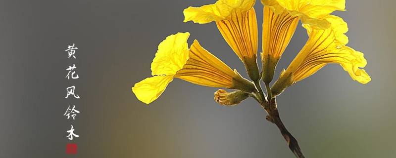 高明黄花风铃木在哪儿（高明长仍村黄花风铃木5月份）