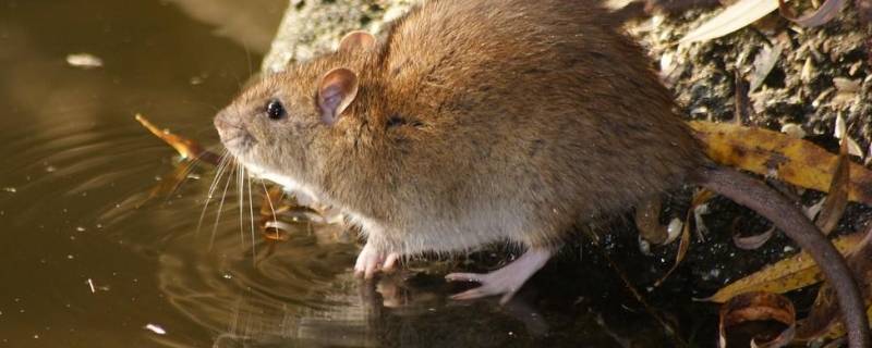 吊顶上有老鼠怎么解决（吊顶有老鼠怎么办）