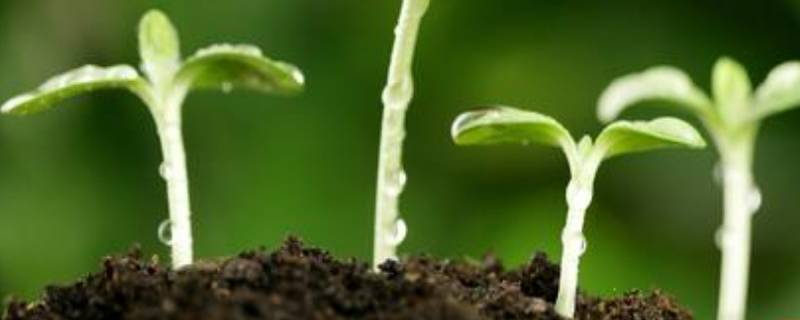 春季注意什么 春季注意什么疾病