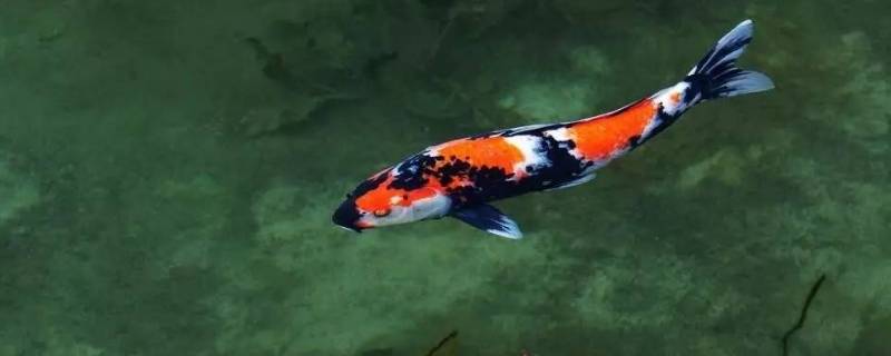 关于鱼的吉祥话（关于鱼的吉祥话三个字）