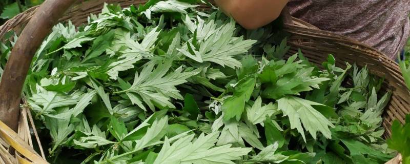 嫩艾叶可以做菜吃吗（嫩艾叶可以做菜吃吗视频）