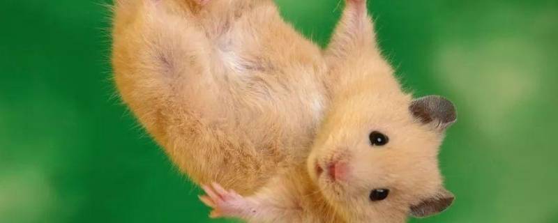 仓鼠和老鼠的区别在哪里（仓鼠跟老鼠什么区别）