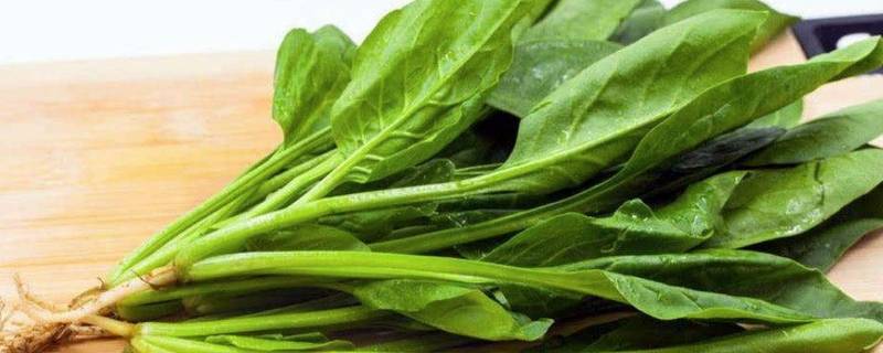 菠菜怎么焯水 菠菜怎么焯水好