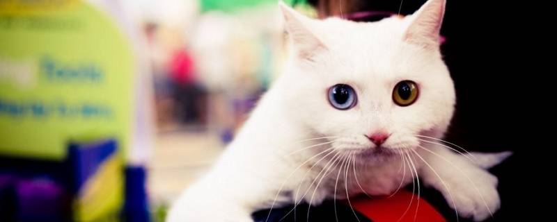 国际猫咪节是几月几日（国际爱猫节日是哪一天）