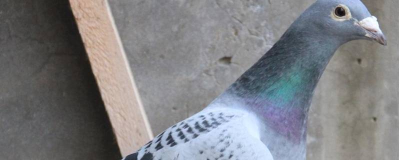 纯詹森鸽特征 纯詹森鸽特征图片