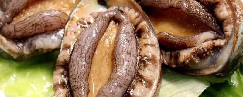 鲍鱼保存方法 鲍鱼保存方法视频