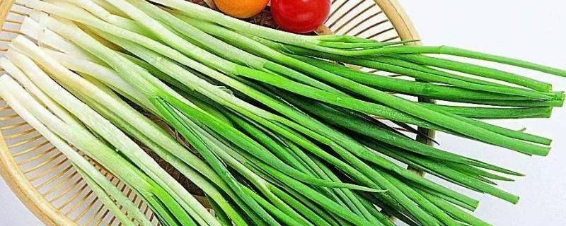 大葱的寓意和象征 大花葱寓意