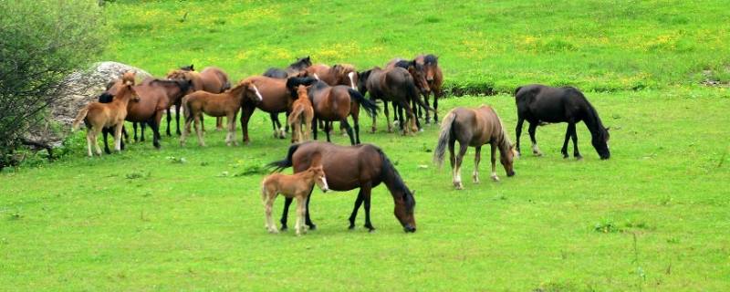 草原奔驰的动物 草原奔驰的动物图片