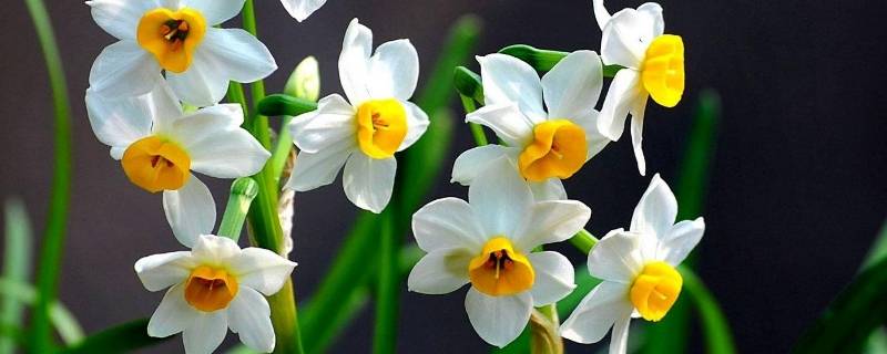 对水仙花的感悟 对水仙花的感悟50字