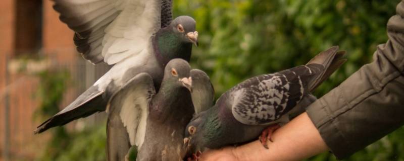 鸽子的寓意和象征意义（鸽子的寓意和象征意义图片）