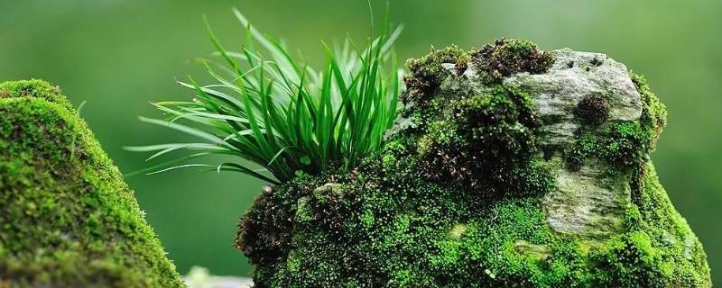 菖蒲怎么读 菖怎么读