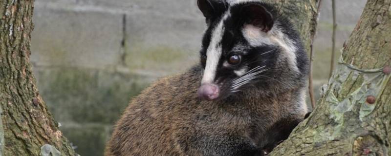 果子狸是几级保护动物吗（果子狸是几级保护动物吗）