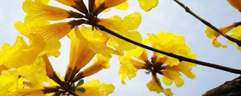 春天开黄花的树 春天开黄花的树有哪几十种