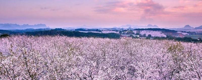 贵阳樱花园在哪里（贵州最大的樱花园在哪里）