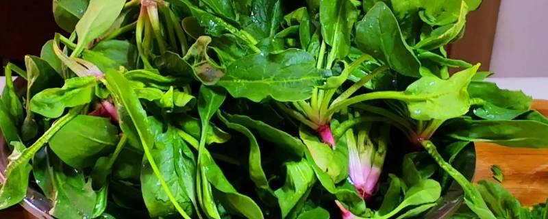 菠菜的吉祥寓意 菠菜寓意和象征