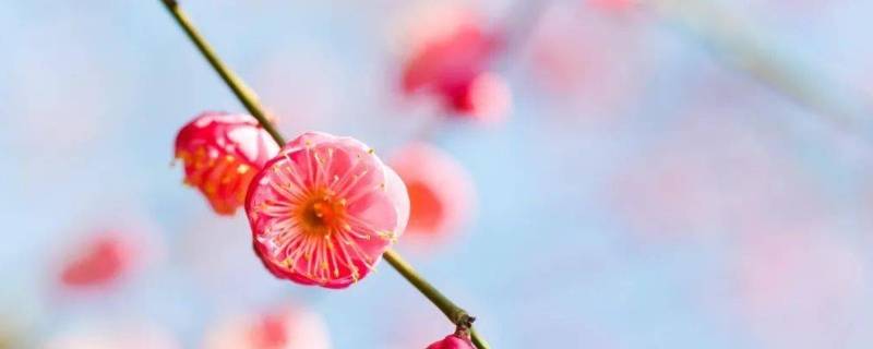 照母山梅花在哪个位置 照母山梅花开了吗