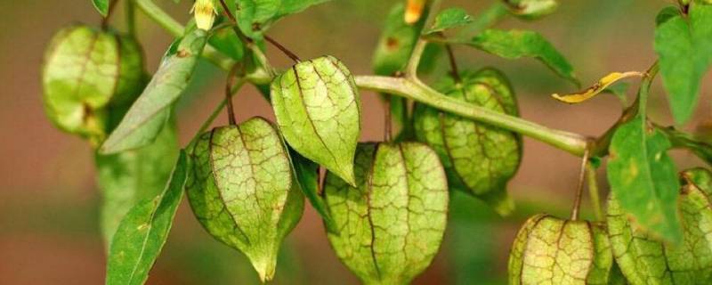 菇娘学名是什么 菇娘学名是什么美洲名字