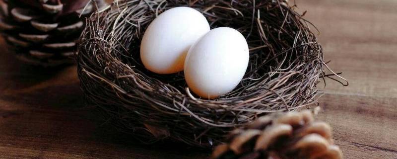 鸽子蛋如何保存还能孵 鸽子蛋如何保存还能孵化