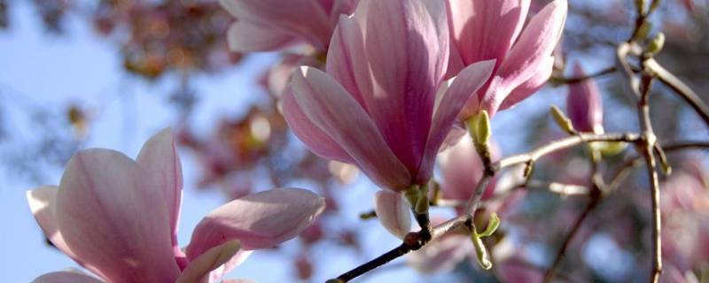 春天紫外线强吗（春天的紫外线强度一般多少）