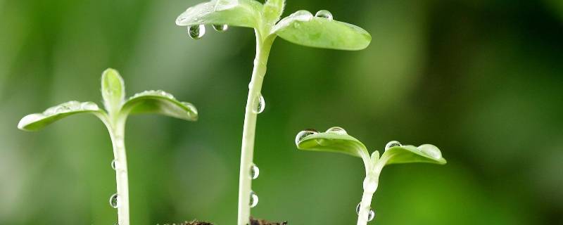 春天早上问候语（春天早上问候语图片）