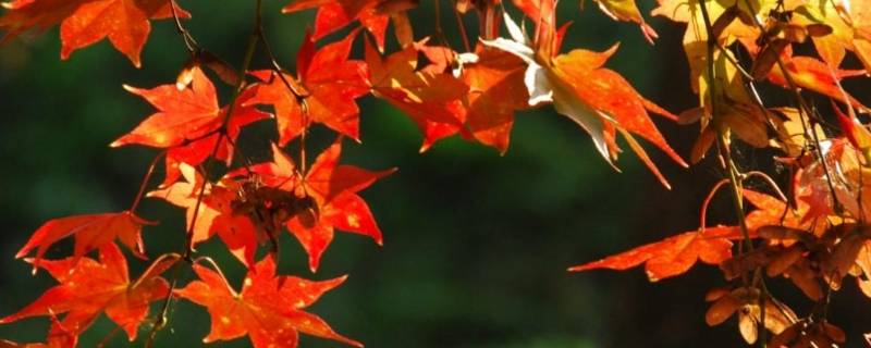 枫树的寓意和象征意义 枫树的含义和象征意义