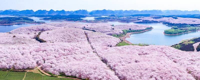 贵州万亩樱花在什么地方（贵州的万亩樱花在哪里）