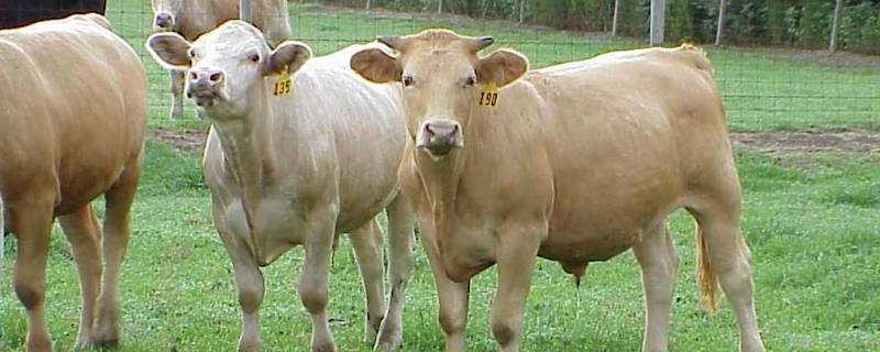 跟牛有关的名字（跟牛有关的名字搞笑）